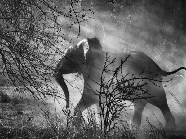 Sebastião Salgado,<em> Kafue National Park</em>, Zambia, 2010 | © Sebastião Salgado/Amazonas Images/Contrasto