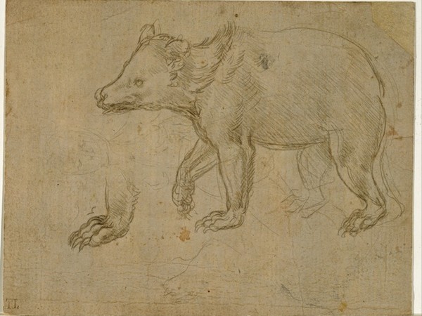 Leonardo da Vinci, Orso che cammina, 1480 circa.