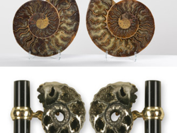 Coppia di ammoniti e coppia di gemelli con ammoniti