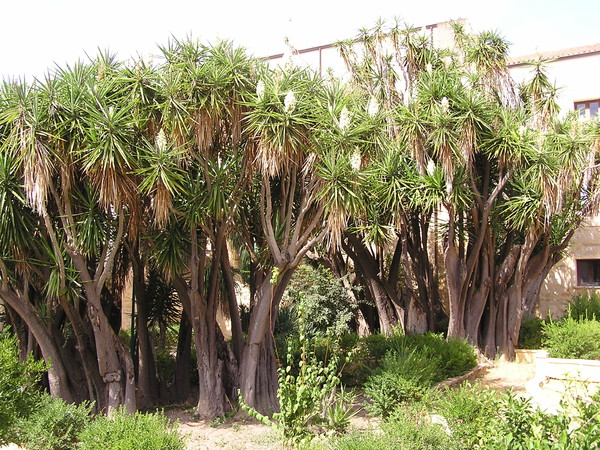 Parco Culturale del Gattopardo (Giuseppe Tomasi di Lampedusa)