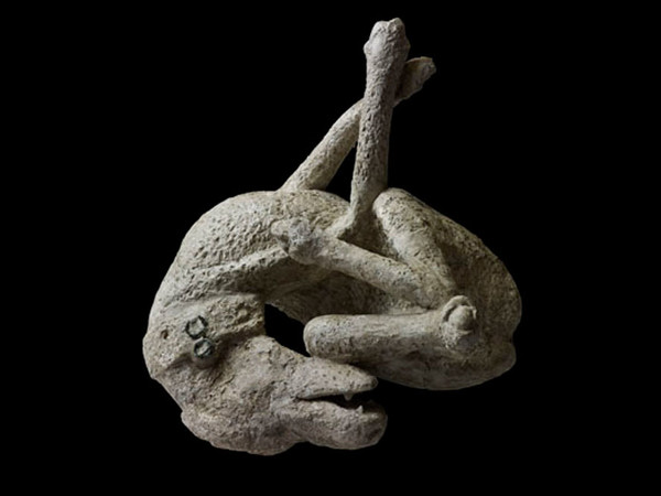 Calco in gesso di un cane. Dalla Casa di Orfeo, Pompei, 79 dC. © Soprintendenza Speciale per i Beni Archeologici di Napoli e Pompei