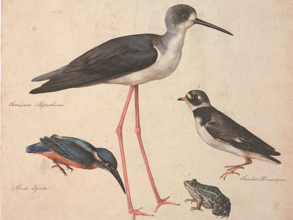 Jacopo Ligozzi, Tavole naturalistiche – Gli Uccelli - Cavaliere d’Italia (Himantopus himantopus), Corriere grosso (Charadrius hiaticula), Martin pescatore (Alcedo atthis), Rana verde (Rana esculenta) 1577-1587 ca. Pietra nera naturale, pigmenti policromi di natura organica e inorganica, su carta con imprimitura a bianco di piombo. Firenze, Gabinetto Disegni e Stampe degli uffizi