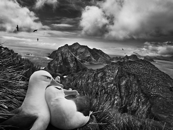 Sebastião Salgado, Isole Sandwich, 2009