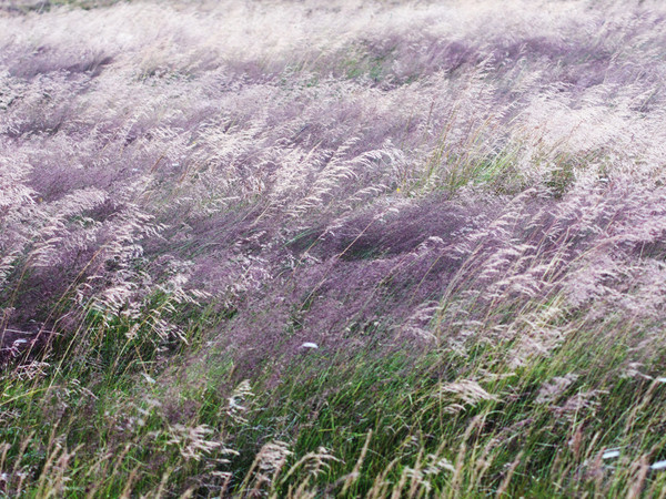 Sofia Podestà, <em>Il vento che accarezza l'erba</em>, 80x120 cm.