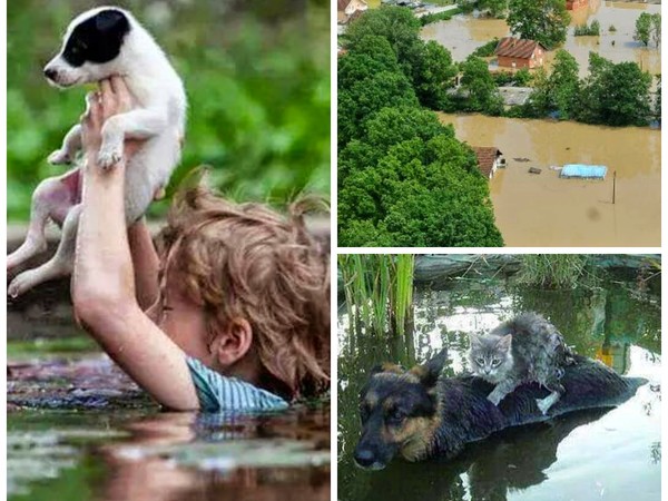 Arte per i Balcani. Gli artisti aretini in aiuto degli animali alluvionati della ex Jugoslavia