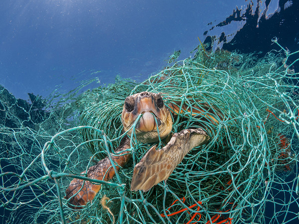 Jordi Chias, Una tartaruga marina impigliata in una vecchia rete da pesca in plastica al largo della Spagna