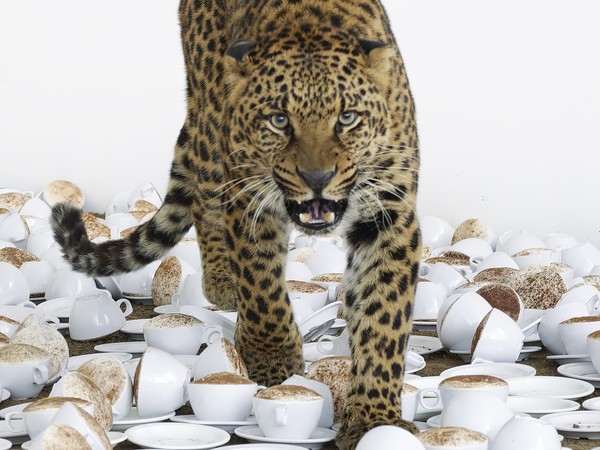 Paola Pivi , Leopard , 2007 - 2023. From the performance One Cu p of Cappuccino then I Go , Kunsthalle Basel, Switzerland, 2007. Courtesy the artist and Massimo De Carlo I Ph. Hugo Glendinning