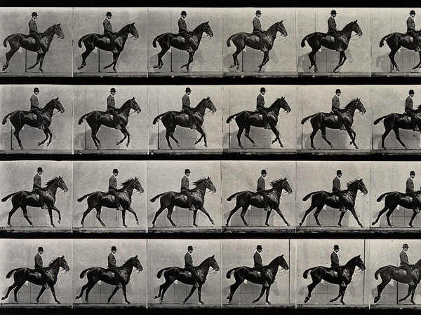 Eadweard Muybridge, <em>A cantering horse and rider</em>, 1887, Wellcome Library, Educational Project | © Wellcome Images<br />