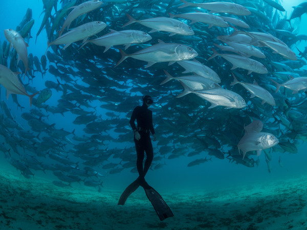 <span>Un subacqueo nuota tra caranghi della specie Caranx sexfasciatus nei pressi di Cabo Pulmo, nel Golfo di California</span><br /><br />