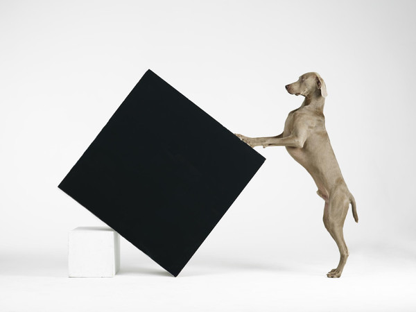 William Wegman, Constructivism, 2014. Stampa ai pigmenti. Proprietà dell’artista 