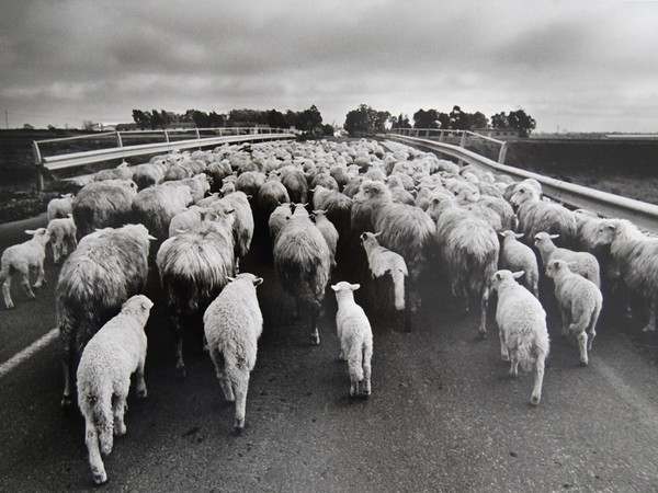 Lisetta Carmi, Orgosolo (gregge di pecore sulla strada), 1976