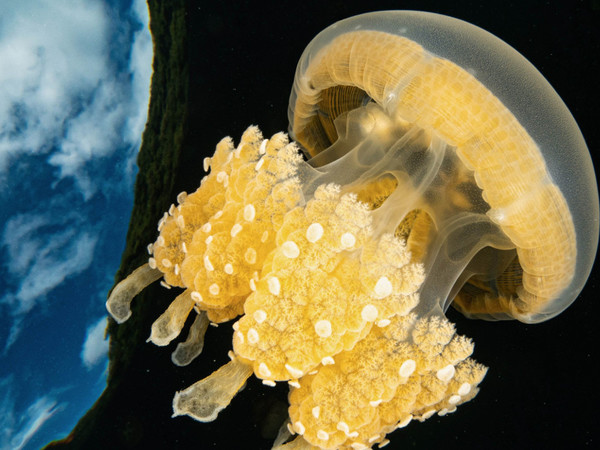 ABISSI. Città di Venezia 2022, Museo di Storia Naturale, Venezia