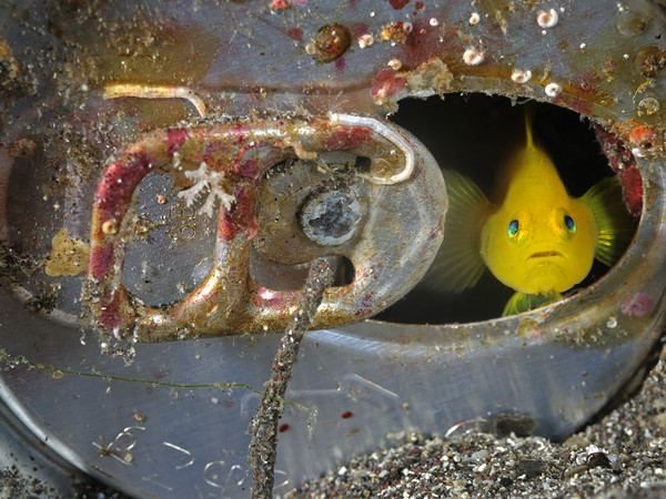 © Brian J. Skerry