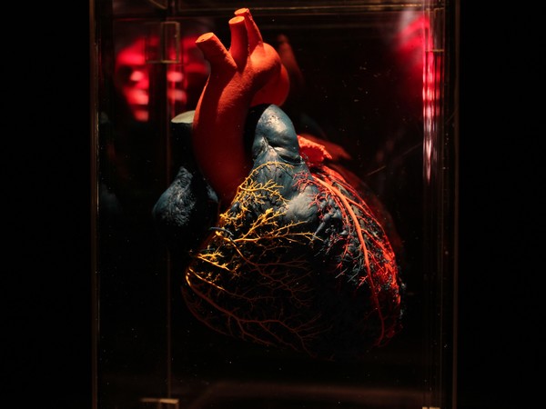 Real Bodies, cuore plastinato I Ph. Giulia Giliberti