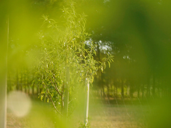 Illustrative shot from Martin Piaček's orchard in Rajka, 2023 I Ph. Réka Szabó