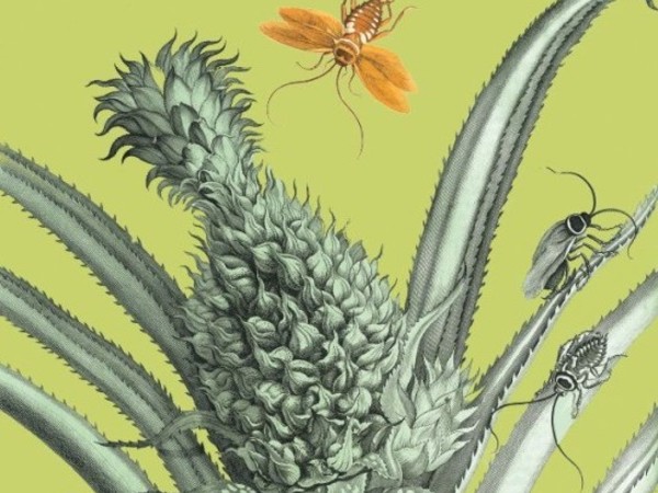 Maria Sibylla Merian. Dal libro antico al libro d’artista