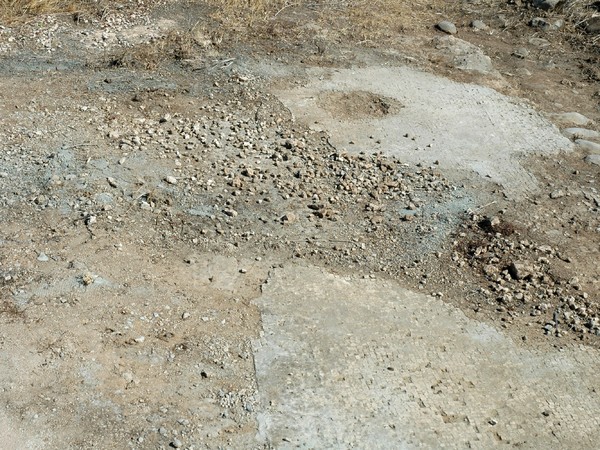 Unearthing and conservation works on floor mosaic at Agios Artemonas, Avlona, Cyprus (Image sourced from the Archive of the Cyprus Department of Antiquities)