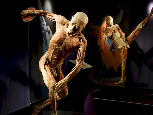 Real Bodies, scopri il corpo umano