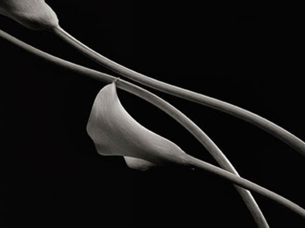 Kenro Izu, Still Life #603, Callas Lilies, 1997