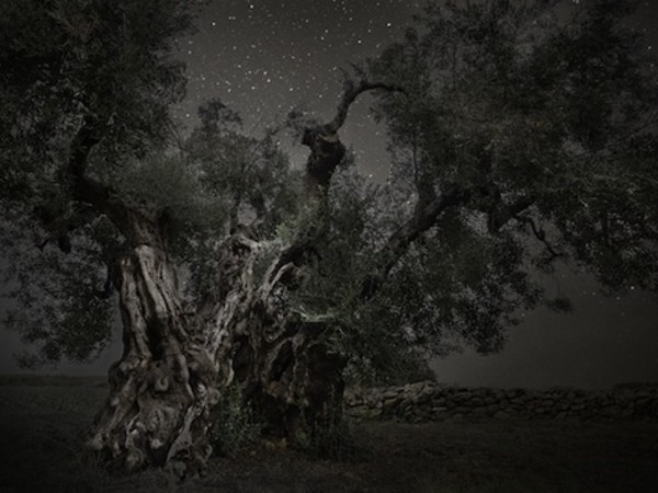 Beth Moon, Monoceros, 2013, stampa al platino palladio, 81x120 cm., dalla serie Diamond Nights 