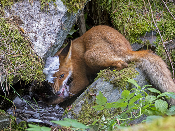 Liina Heikkinen,<em> The Fox That Got The Goose </em>-<em> <span class="s1">Young Wildlife Photographer of the Year 2020</span></em><br />