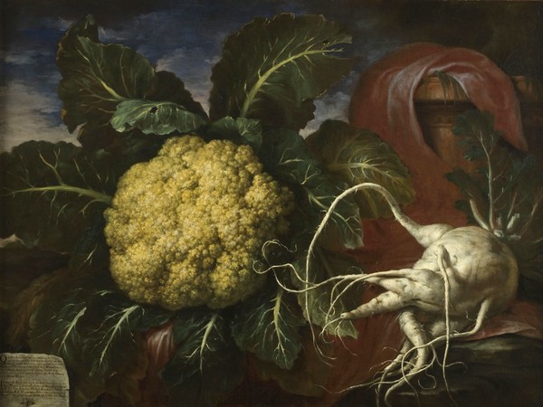 Bartolomeo Bimbi, Cavolfiore del canonico Venuti e ramolaccio del podere del marchese Corsi, 1706, Olio sul tela | Courtesy Museo di Storia Naturale dell’Università degli studi di Firenze, Museo della natura morta nella Villa Medicea di Poggio a Caiano, 