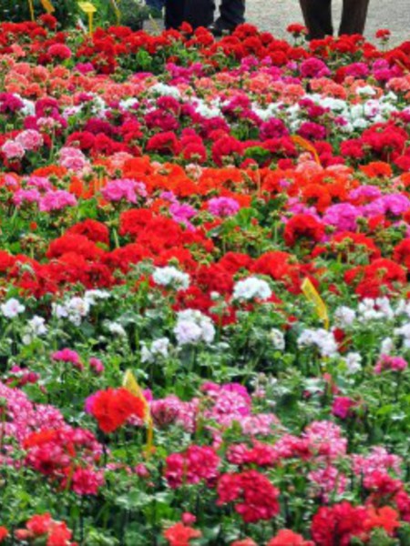 Mercato dei Fiori di San Francesco