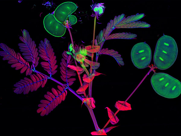 Antony Van der Ent, Distribuzione del Selenio in Neptunia amplexicaulis Domin, microscopia a fluorescenza a raggi X in falsi colori; verde, concentrazioni maggiori, viola concentrazioni minori