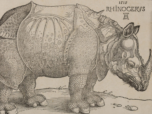 Albrecht Dürer, Rinoceronte, Xilografia, 300 x 215 mm | Courtesy © Musei Civici di Bassano