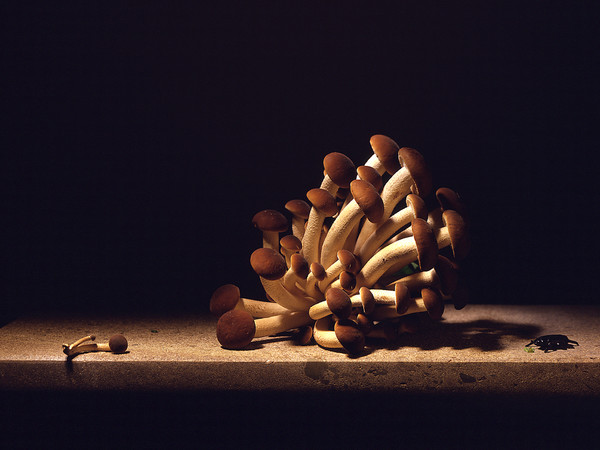 Mauro Davoli, Funghi con insetto, 2003, 120 x 80 cm | © Mauro Davoli