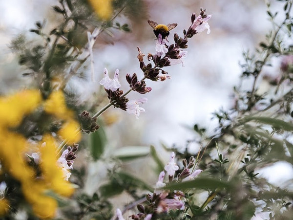 Francesca Romana Gaglione. Salvia, Planta Manent, 2019