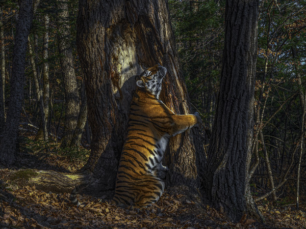 Sergey Gorshkov, The Embrace, 2020