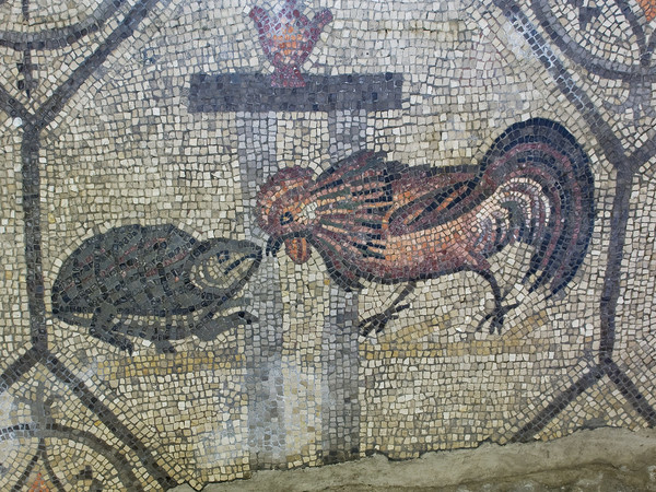 Gallo e Tartaruga
