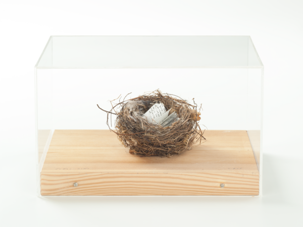 Elisabetta Gut, Libro nido, 1980. Assemblage, 29 x 19,5 x 16,5 cm. Teca in plexiglass I Ph.  Augustin Ochsenreiter