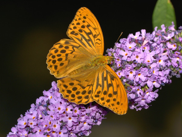 Farfalle. Dalla Natura alla Rappresentazione Artistica nel ‘900