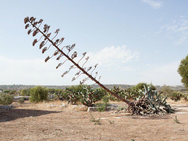 Southern Photographs, Fondazione Pino Pascali, Polignano a Mare (Bari)