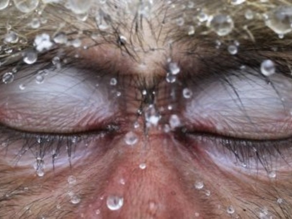 Jasper Doest , Relaxation, Wildlife Photographer of the Year 2012