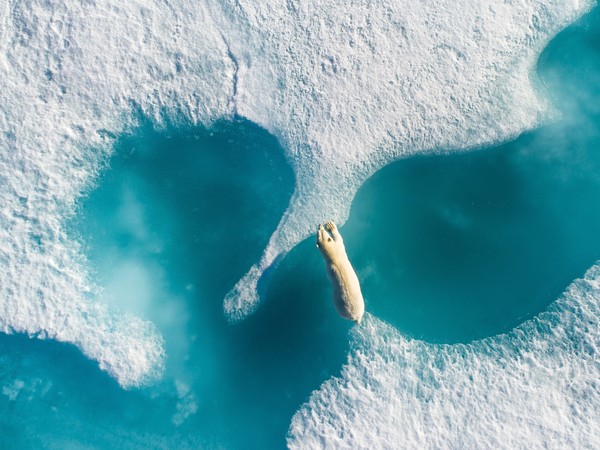 Florian Ledoux, Above The Polar Bear, 2018 