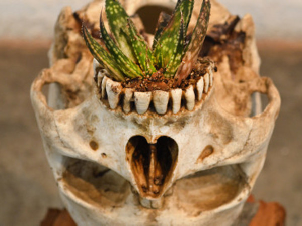 Juan Zamora, Cradle-homo sapiens garden. Installatio, a skull with a plant in its paladar, 30x30x75 cm., 2016