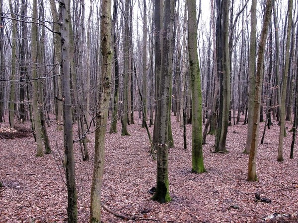 Ecology of mind, Forte Marghera - Parco del Contemporaneo, Venezia Mestre