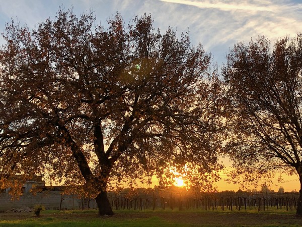 Atlante regionale degli Alberi Monumentali di Puglia