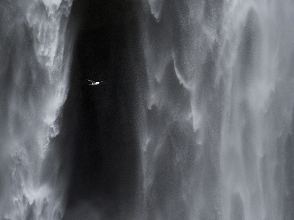 Andrea Zampatti, Fulmaro in volo alla cascata di Skogafoss, Islanda | 