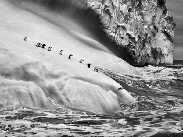 <span style="font-family: 'Times New Roman', serif;">Sebastião Salgado, <em>Isole South Sandwich</em>, 2009 © Sebastião Salgado/Amazonas Images/Contrasto</span><br />