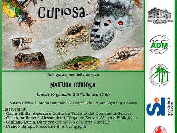 Natura curiosa, Museo di Storia Naturale G. Doria, Genova