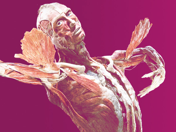 BODY WORLDS - Vital, Sala Gonin Stazione di Torino Porta Nuova, Torino