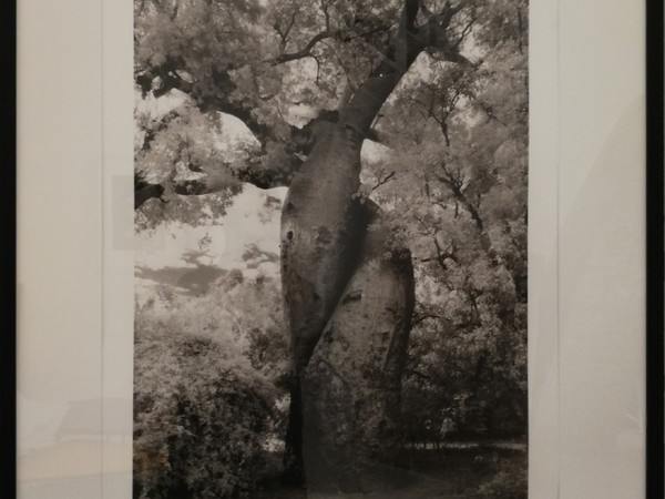 © Beth Moon 