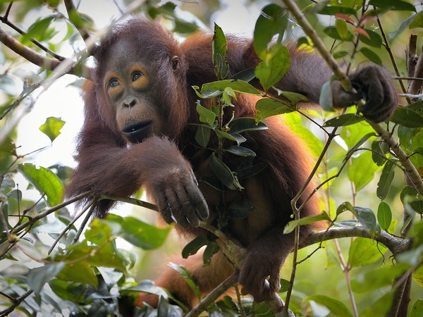 Orango del Borneo (Pongo pygmaeus)