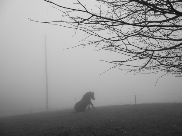 Paolo Pellegrin, A horse. Switzerland, 2020