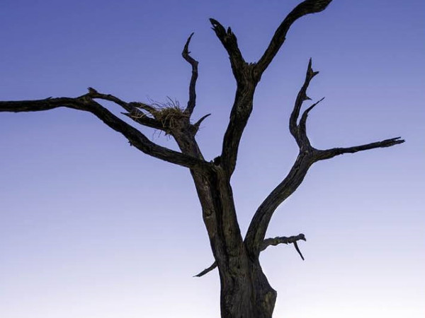 Telmo Pievani, <em>La Terra dopo di noi </em>| Foto: ©  Frans Lanting