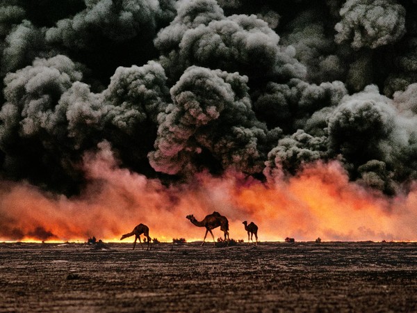 Steve McCurry, Cammelli e giacimenti di petrolio, Kuwait, 1991